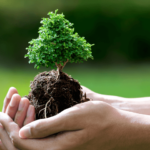 Meraklısı İçin Bonsai Yetiştirme Rehberi