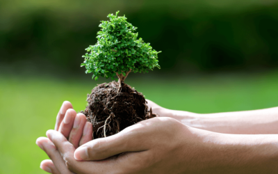 Meraklısı İçin Bonsai Yetiştirme Rehberi