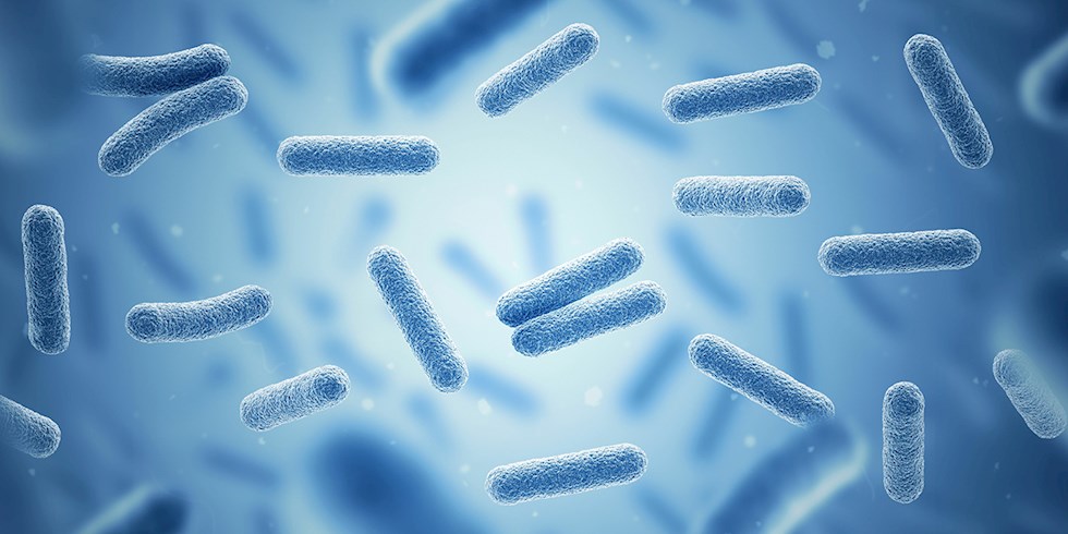 TIP DÜNYASI MUCİZE BAKTERİ ‘AKKERMANSIA’YI KONUŞUYOR