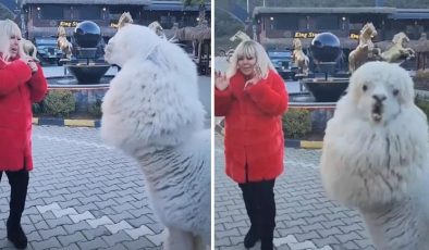 Çiftlikte elleriyle besledi! Safiye Soyman'a alpaka şoku