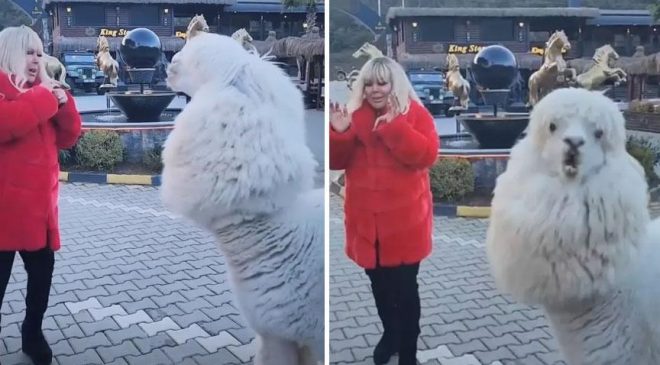 Çiftlikte elleriyle besledi! Safiye Soyman'a alpaka şoku