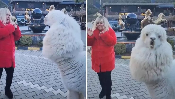 Çiftlikte elleriyle besledi! Safiye Soyman'a alpaka şoku