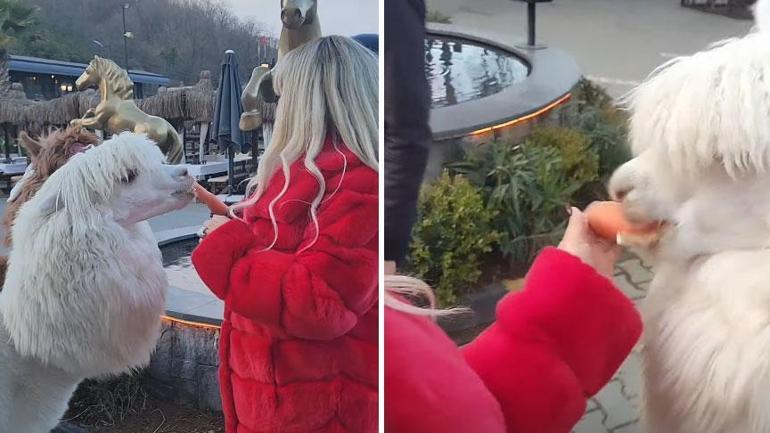 Çiftlikte elleriyle besledi Safiye Soymana alpaka şoku