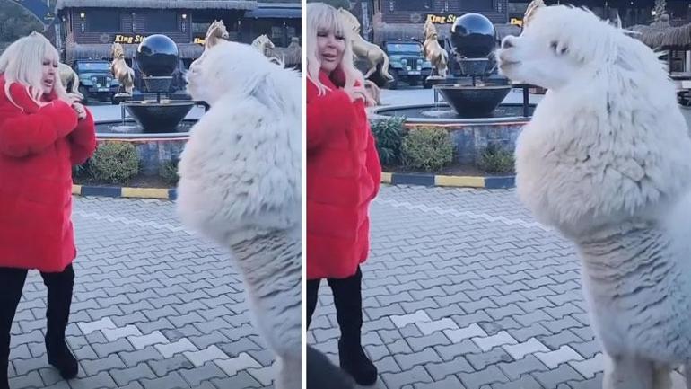 Çiftlikte elleriyle besledi Safiye Soymana alpaka şoku