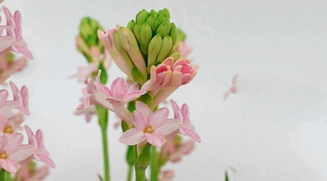 En Seksi Çiçek: Sümbülteber Notasını Hissedeceğiniz Kokular