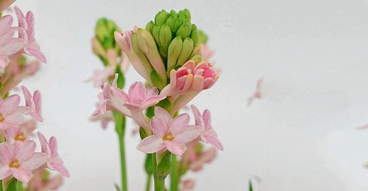 En Seksi Çiçek: Sümbülteber Notasını Hissedeceğiniz Kokular