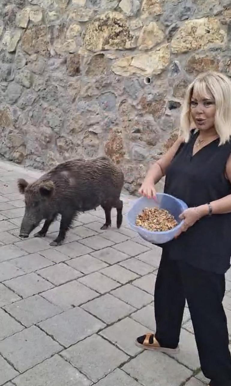 Bodrum’da ilginç anlar: Safiye Soyman domuzu elleriyle besledi